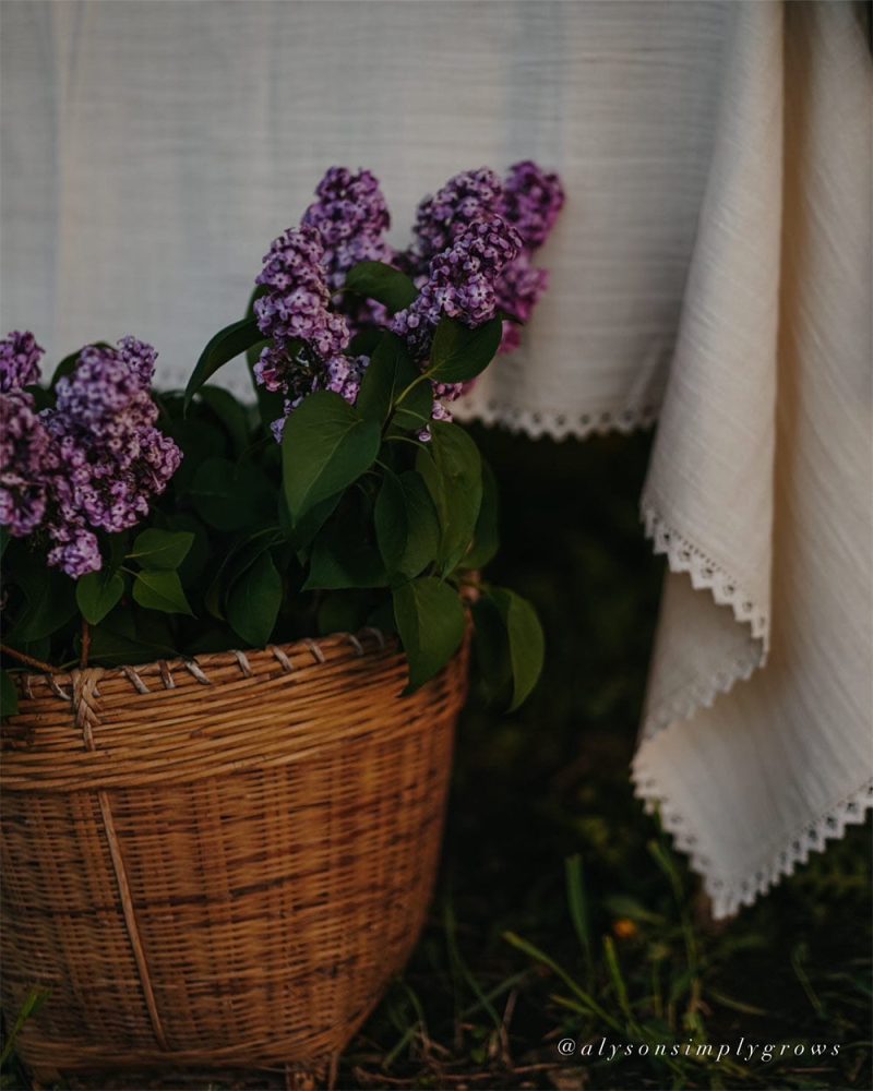 cotton lace tablecloth